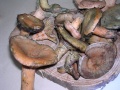 LACTARIUS DELICIOSUS